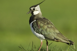 Lapwing