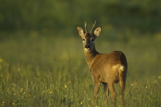 Rose Deer