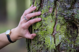 Hand on tree