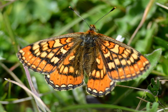 Marsh fritillary butterfly