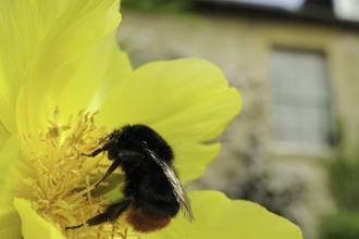 Red tailed bumblebee on a yellow tree peony
