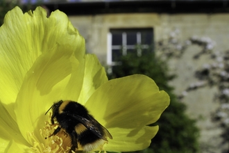 A bumblebee on a yellow tree peony in a garden