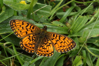 Pearl bordered fritillary