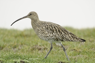 Curlew