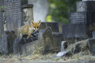 Fox in a churchyard