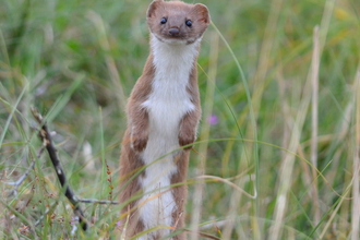 Weasel