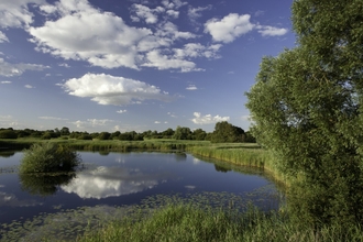 Photo of a wetland habitat