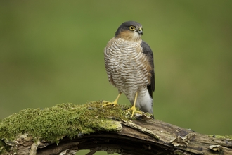 Sparrowhawk