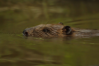 Beaver