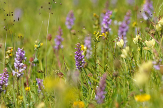Meadow