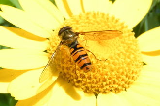 Hover fly