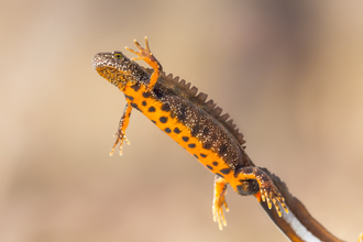 Great Crested Newt