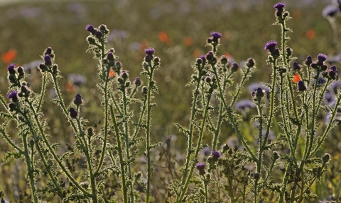 Spear Thistle