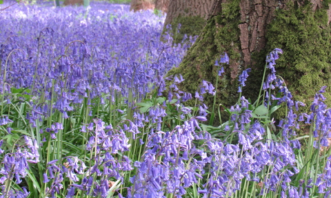 Bluebells at Hagbourne Copse