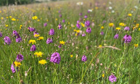 Pyramidal orchids