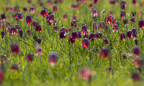 Snakeshead Fritillaries