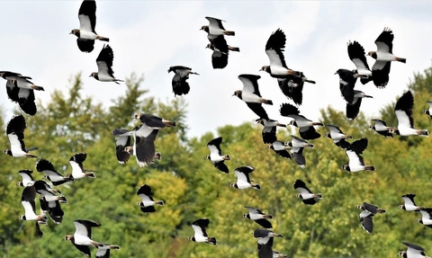 Lapwing in flight