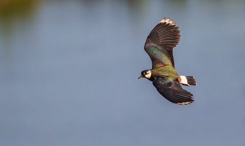 Lapwing in flight