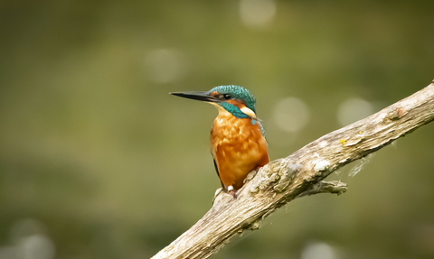 Kingfisher