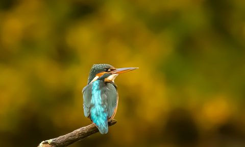 Kingfisher