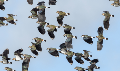 Lapwings in flight