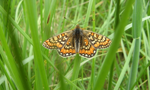 Marsh fritillary