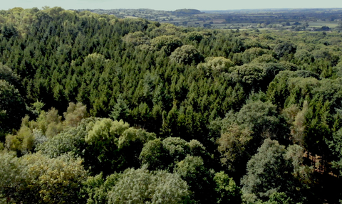 Great Wood drone image