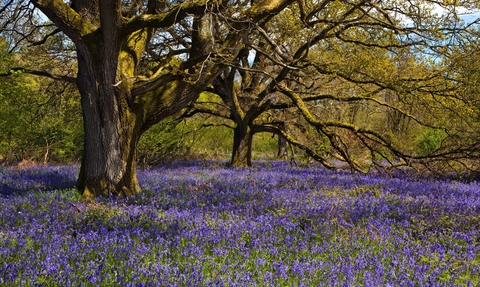 Oak trees and bluebells on a woodland floor