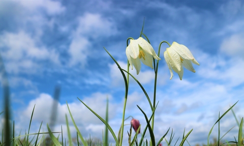 Snakeshead fritillaries