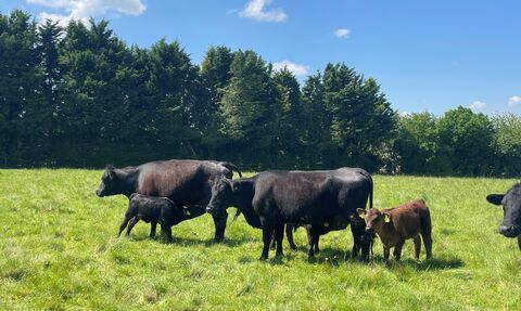 Cows grazing land