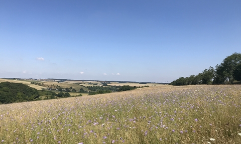 Coombe Bissett Down Wildflowers