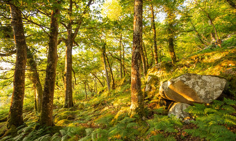 Coed crafnant general woodland landscape 2 - June 2023 - Ben Porter.jpg
