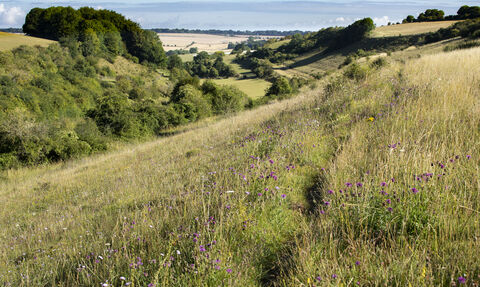 Hillside at Coombe Bissett Down, looking out over the valley with long grass and wildflowers