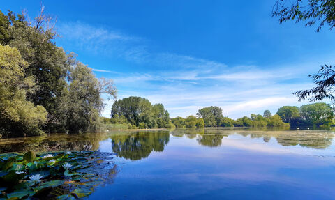 View over lake with trees in background, water lilies in foreground; very blue sky