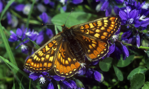 Marsh fritillary butterfly on purple flowers