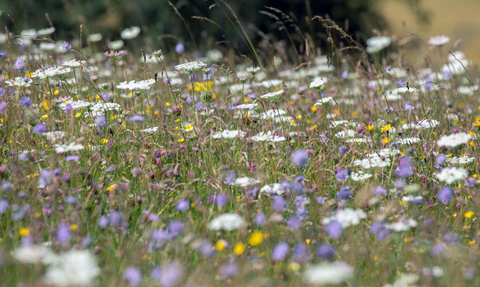 Purple, yellow and white wildflowers in tall grass