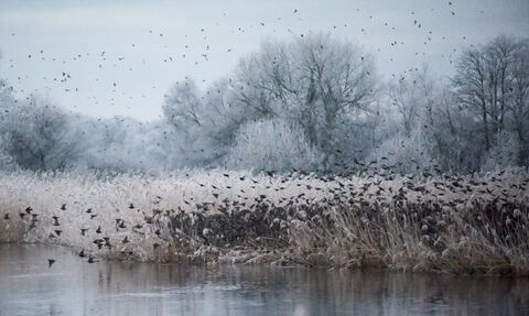 A wintery wetland scene with white frost, reedbeds and a flock of birds flying across