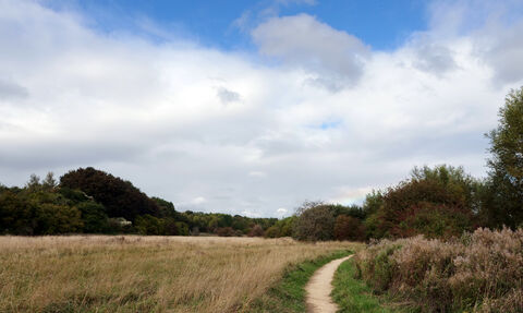 Path through field with green and brown grass, cloudy blue sky overhead