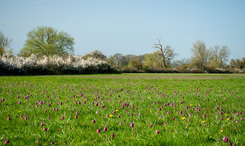 Field of purple snakeshead fritillaries in the grass with blue sky