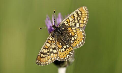 Marsh fritillary