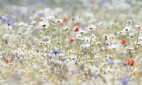 Ox-eye daisies, poppies, and other wildflowers