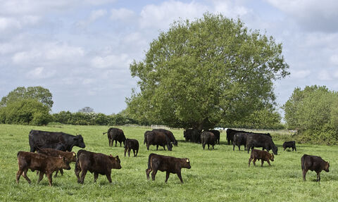 Cows and calfs in field