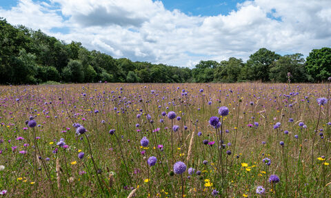 Grass meadow will purple, pink and yellow wildflowers, trees in the background and blue cloudy sky