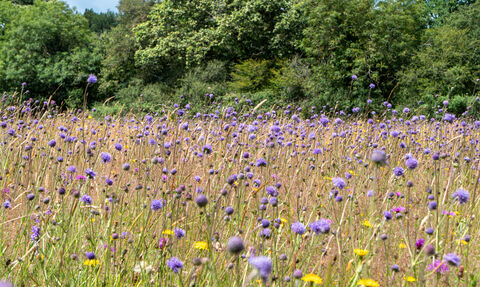 Meadow with tall grass, purple Devil's Bit Scabious and other flowers, with trees in brackground