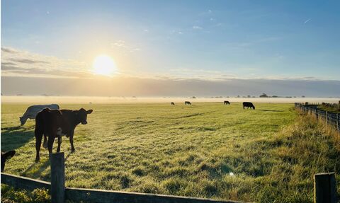 Cows in field with sunrise