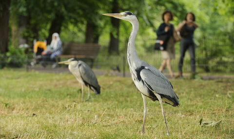herons in a park with people