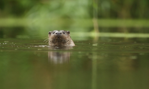 River otter