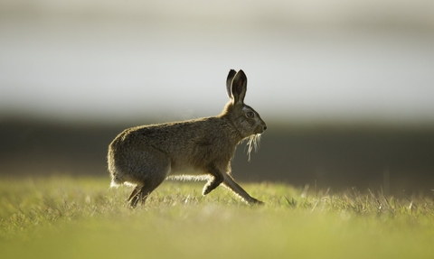 Brown hare