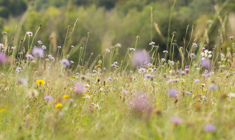 Meadow