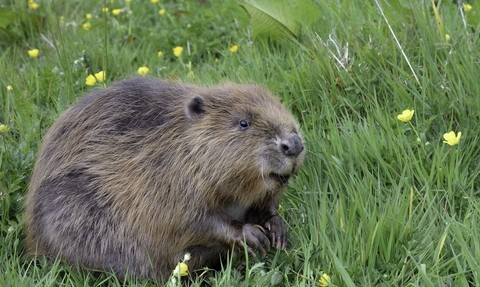 A beaver